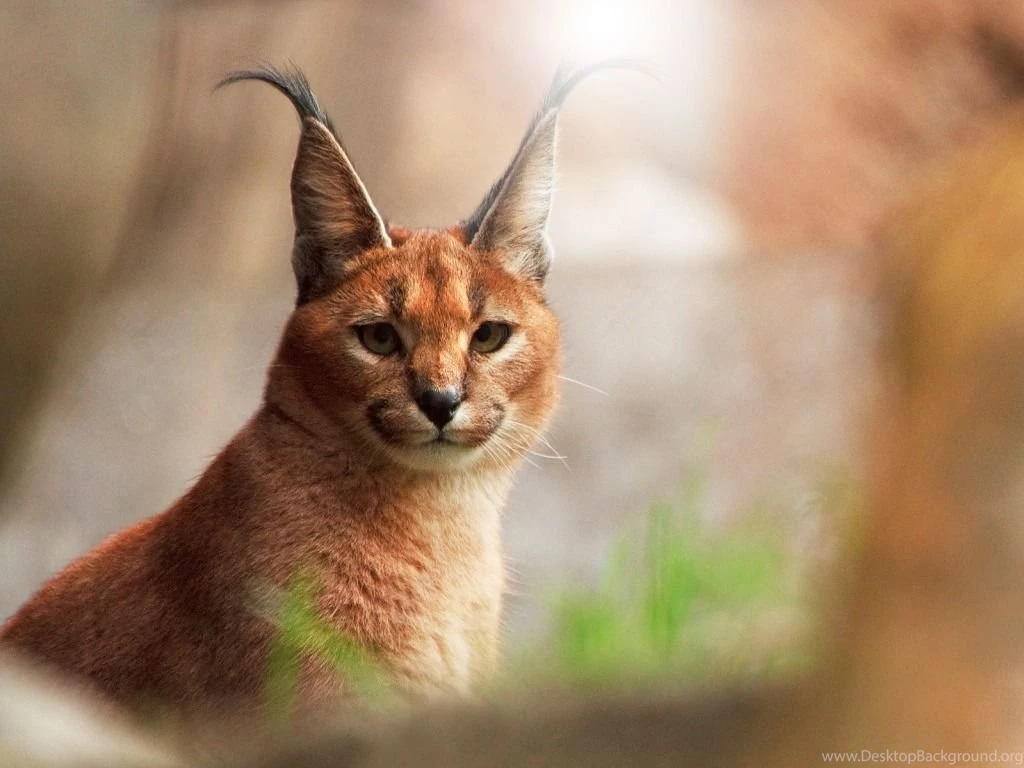 Lynx Wallpapers