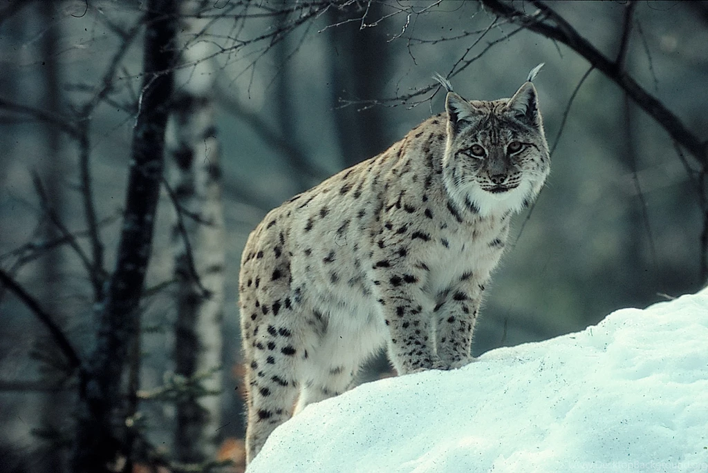 Lynx Computer Wallpapers, Desktop Backgrounds