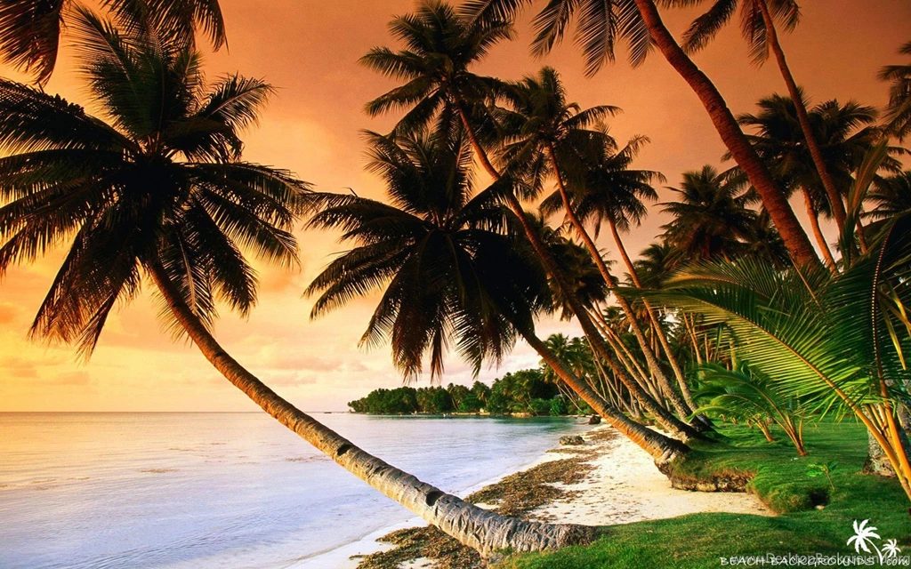 Beautiful Beach Palm Trees On Sunset Beach Wallpapers