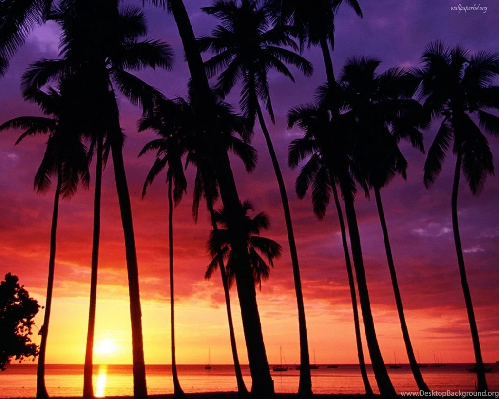 Island Beach Palm Tree Wallpaper.