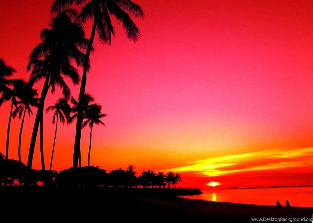 Amaizing Palm Tree Sunset 1572x1118px