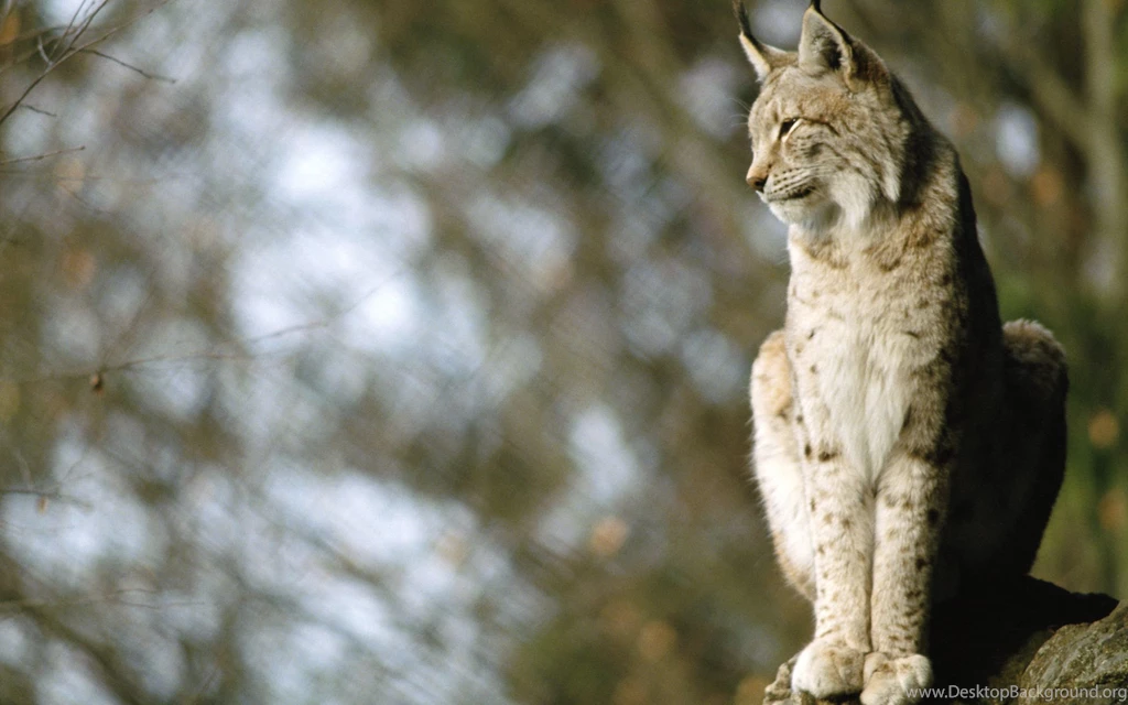 223 Lynx HD Wallpapers