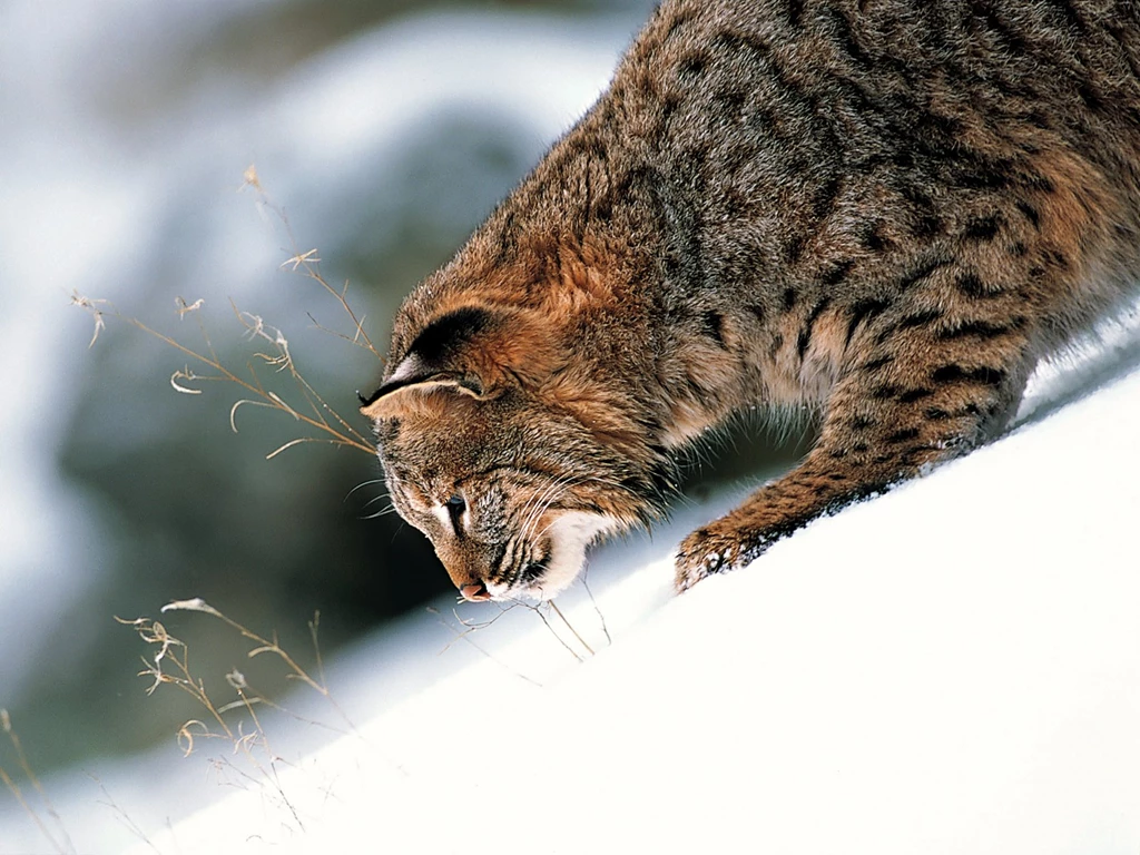 Canadian Lynx Snow Desktop Wallpaper.png