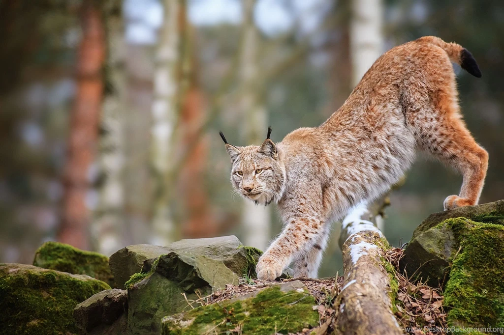 223 Lynx HD Wallpapers
