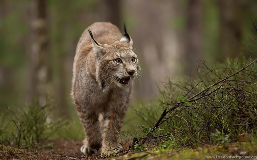 Top Lynx Food Source Images For Pinterest