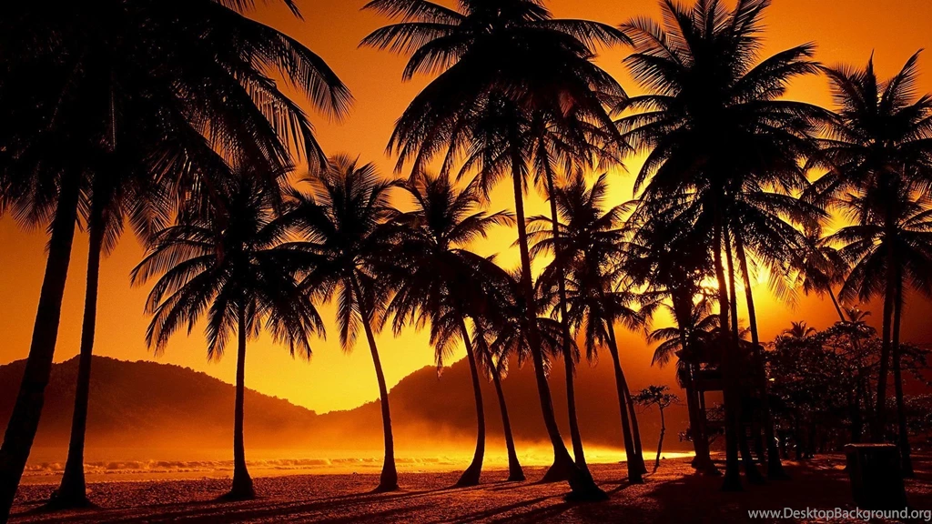 Palm Tree Sunset Nature