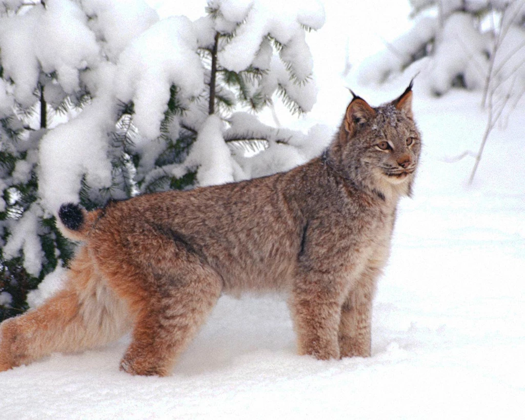Lynx Wallpapers And Backgrounds   Animals Town