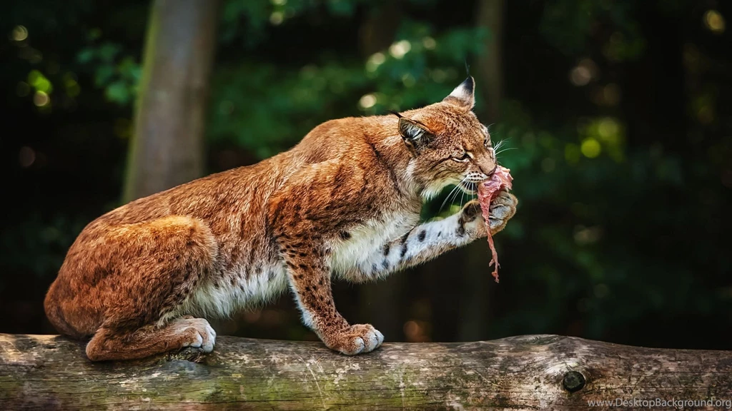 223 Lynx HD Wallpapers