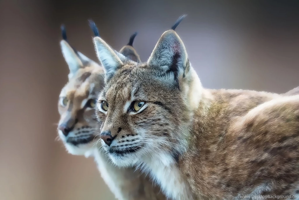 Lynx Wallpapers