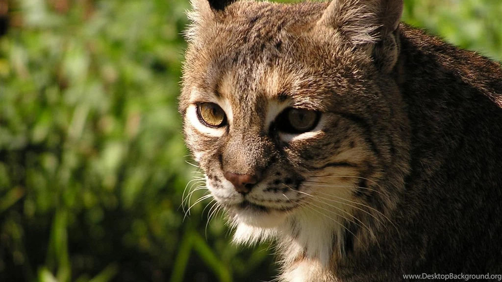 223 Lynx HD Wallpapers