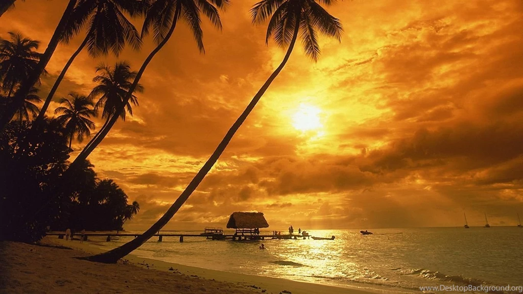 Top Palm Tree Sunset Landscape Images For Pinterest