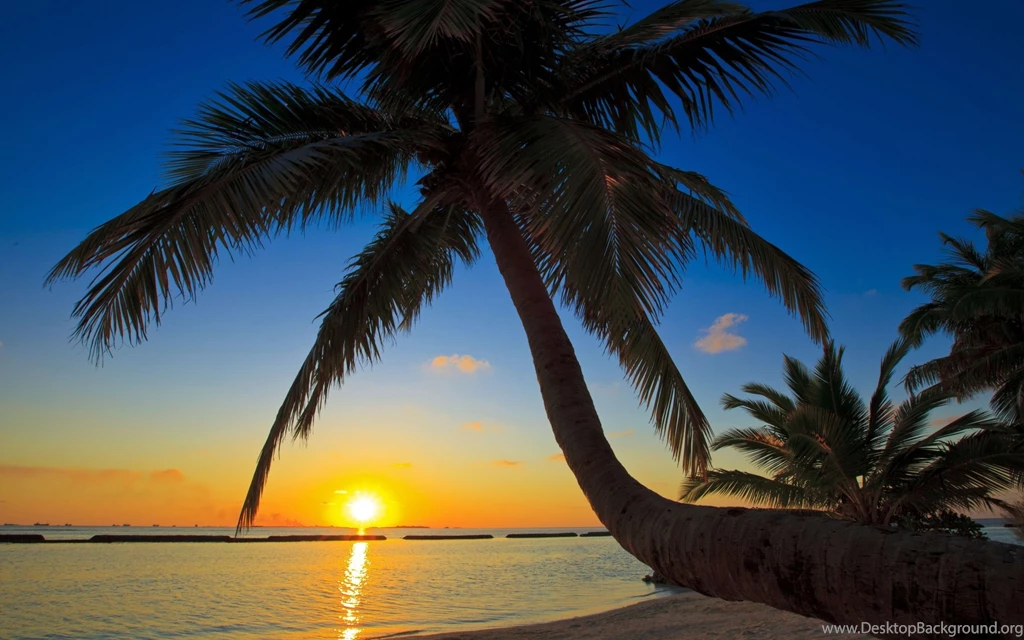 Sunrise Beach Palm Tree Wallpaper.