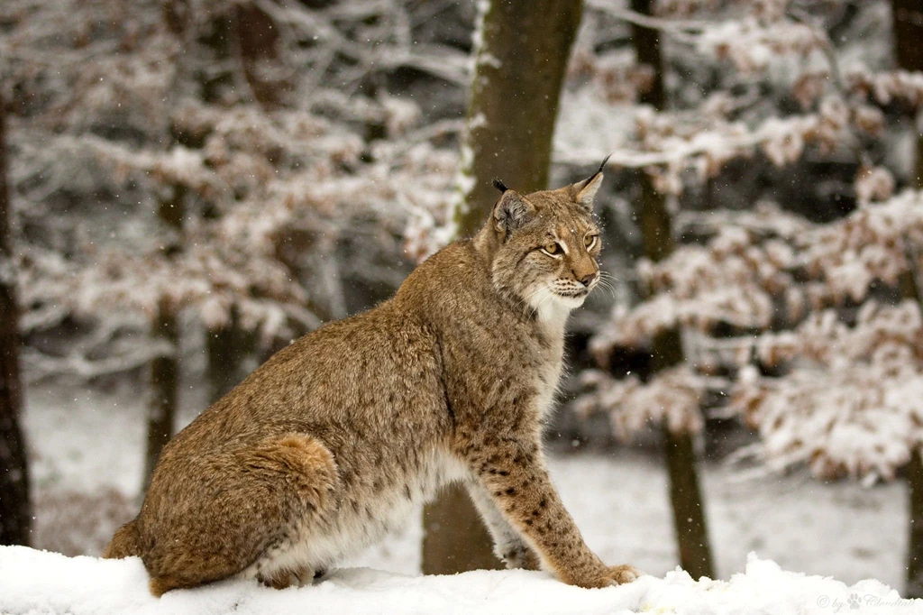 Lynx Computer Wallpapers, Desktop Backgrounds