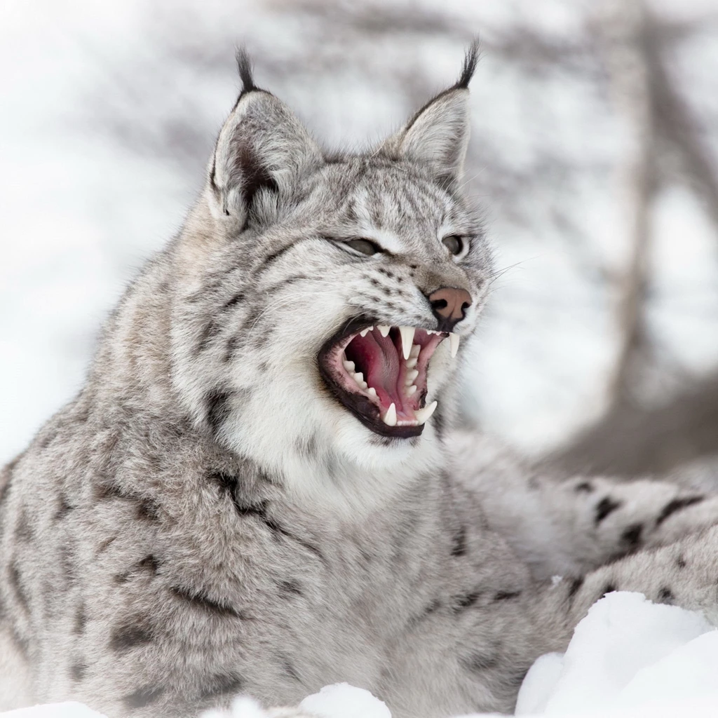 New iPad Air, 4, 3, iPad Mini Retina Lynx Wallpapers HD, Desktop ...