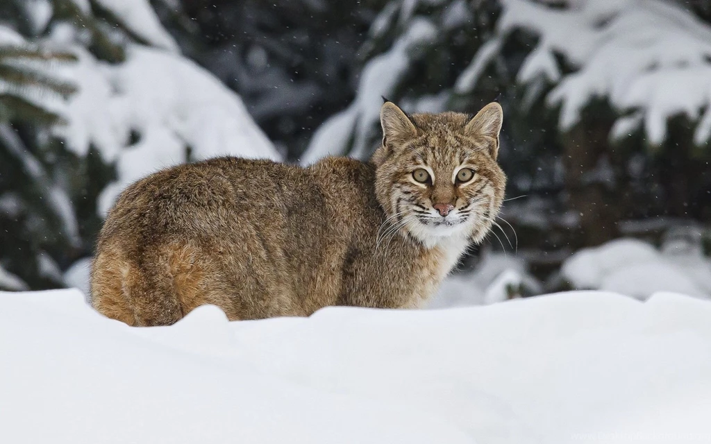 223 Lynx HD Wallpapers