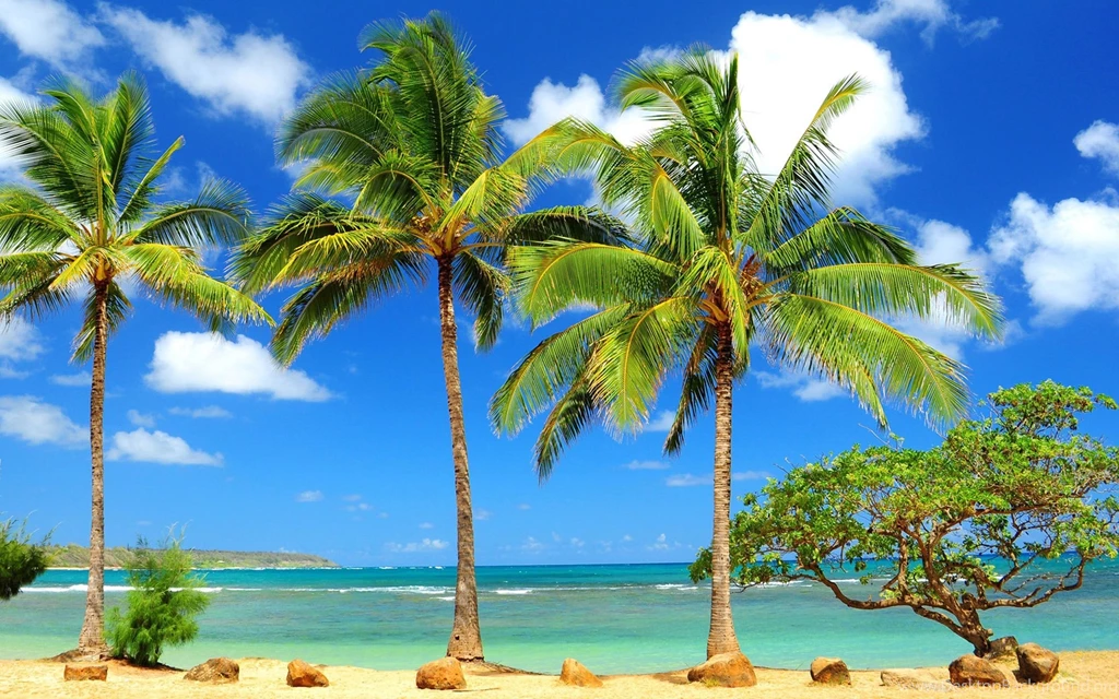 Palm Tree Wallpapers High Quality