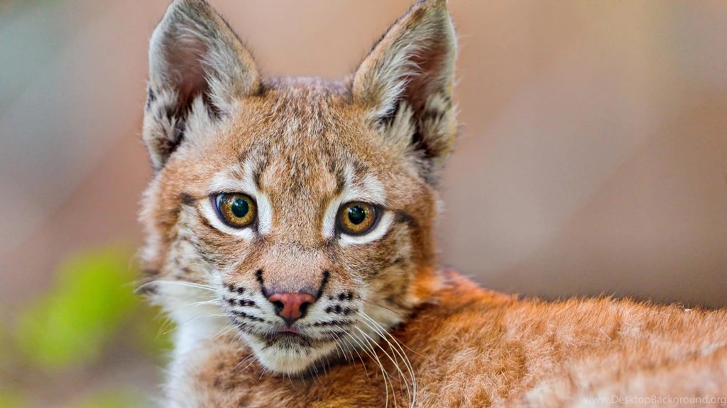 Lynx Wallpapers (