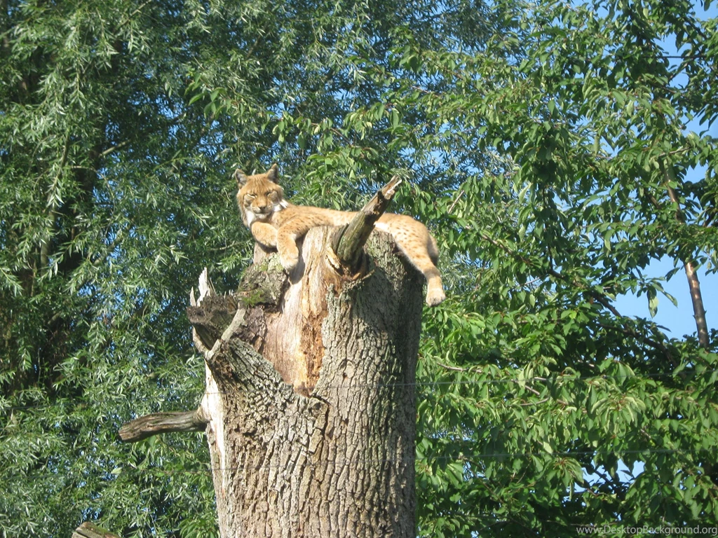 Lynx Wallpapers By Tomoffell On DeviantArt