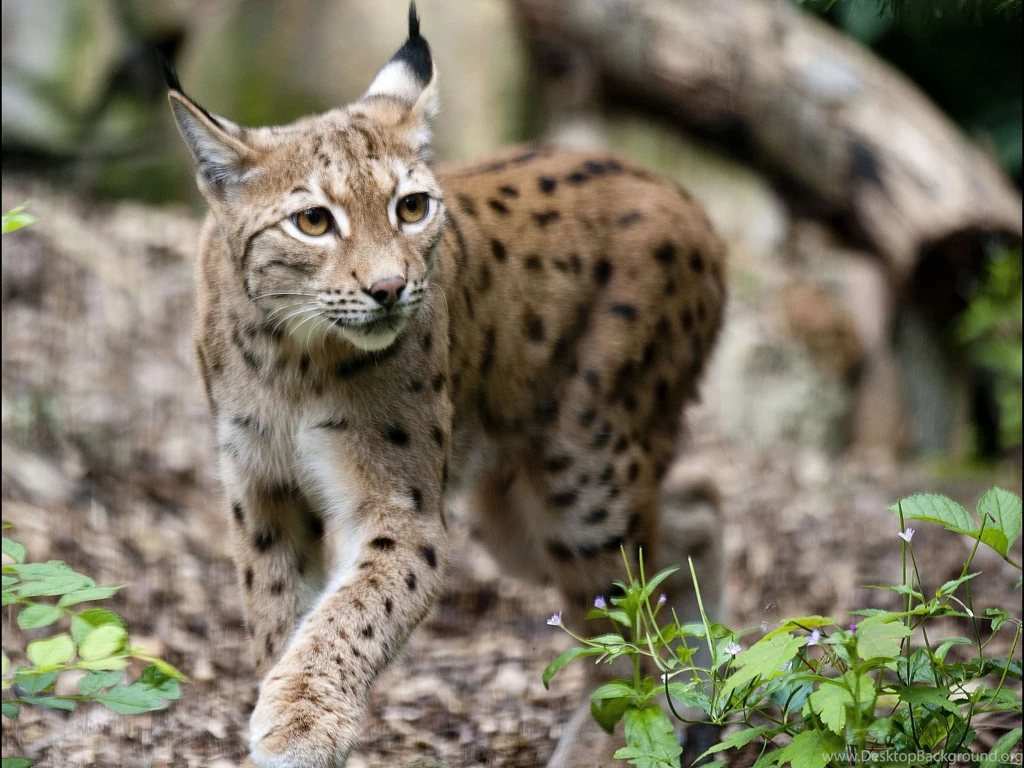 223 Lynx HD Wallpapers