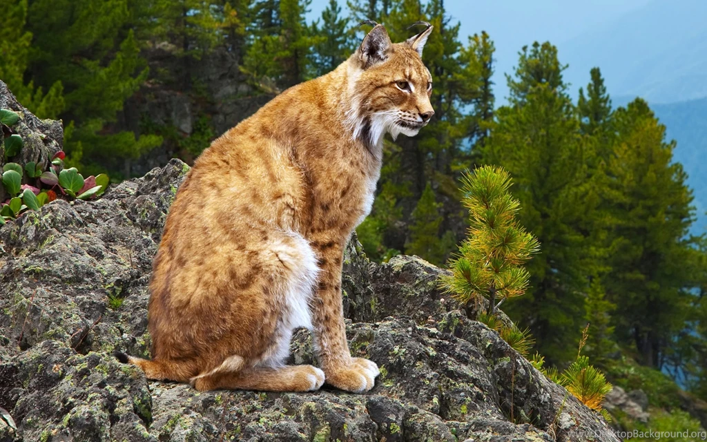 Lynx Computer Wallpapers, Desktop Backgrounds