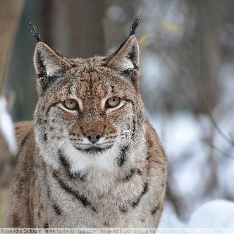 Eurasian Lynx Wallpapers