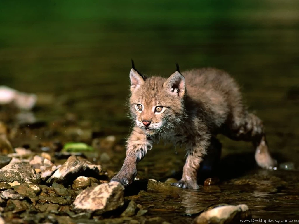 Nature Cats Wildlife Lynx Wallpapers
