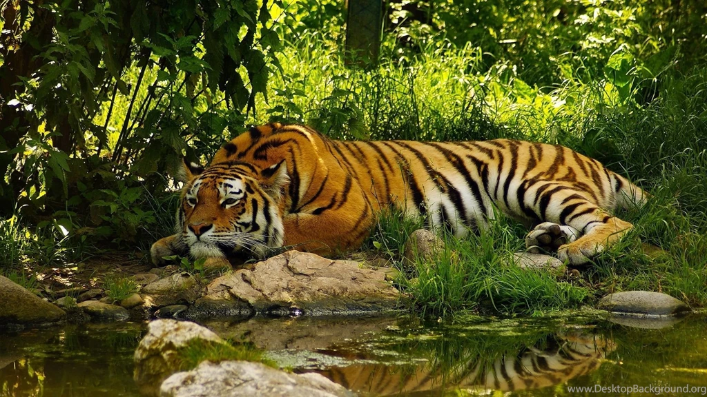 1920x1080 Tiger In Bush Wallpapers