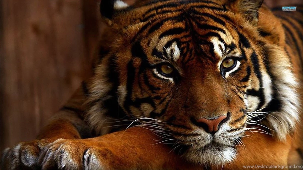 Tiger Wallpapers   Animal Wallpapers