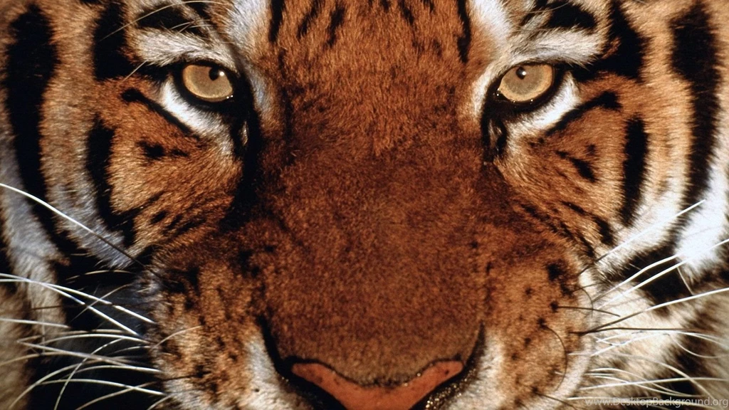 Top Bengal Tiger 1920x1080 Wallpaperstiger Images For Pinterest