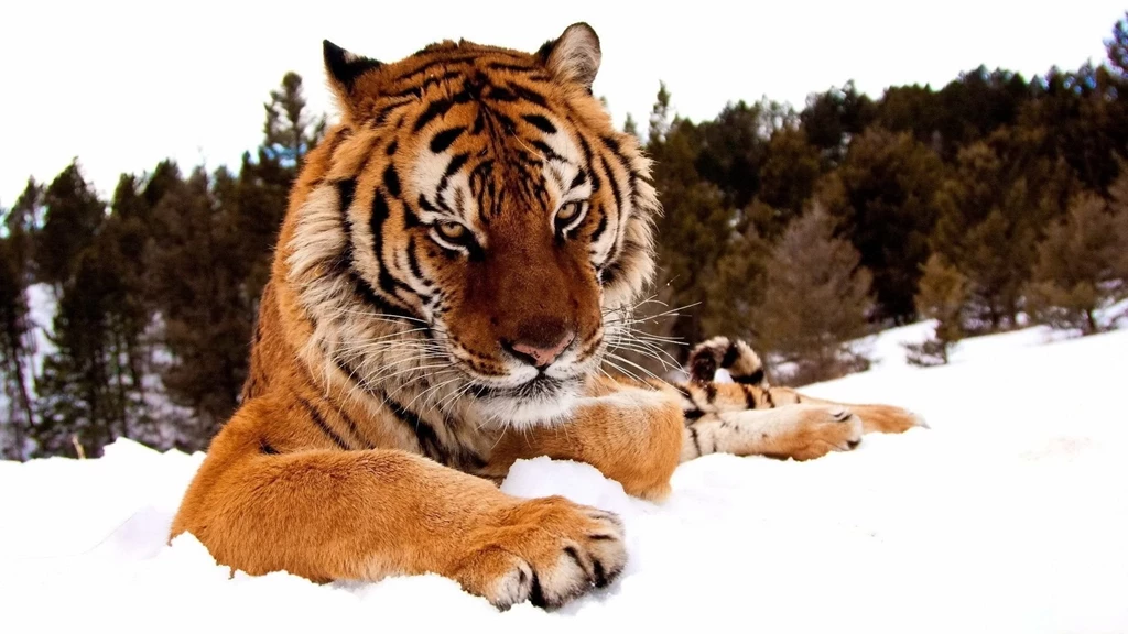 1920x1080 Tiger Snow Wallpapers