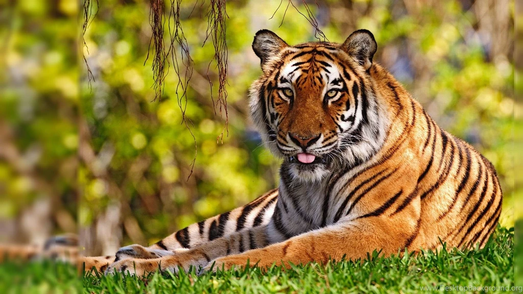 HD Quality Tiger HD 1080p Wallpapers   SiWallpapers 20506