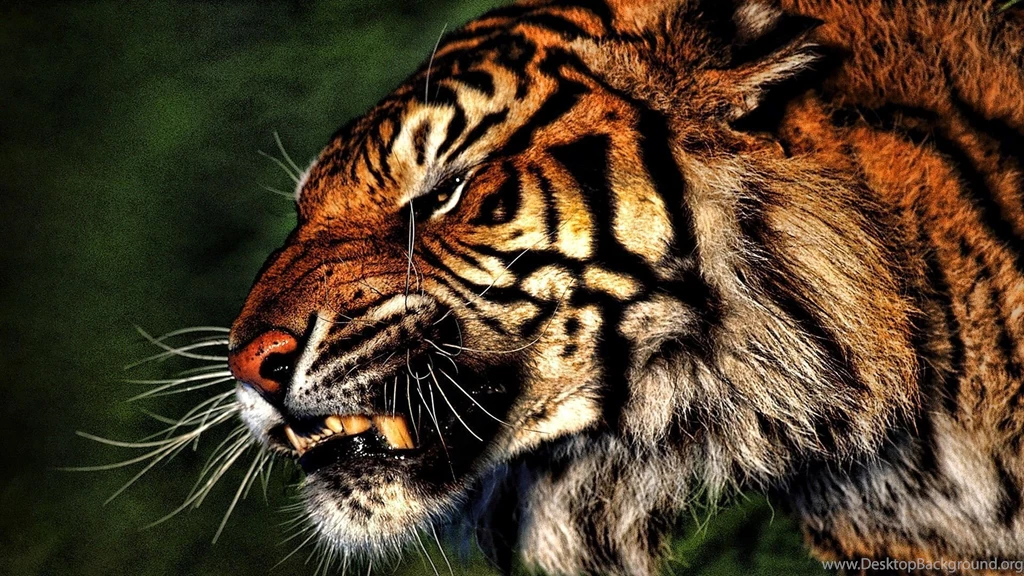 Angry Tiger Wallpapers