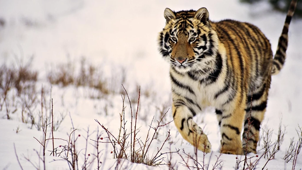 Snow Tiger HD Wallpapers