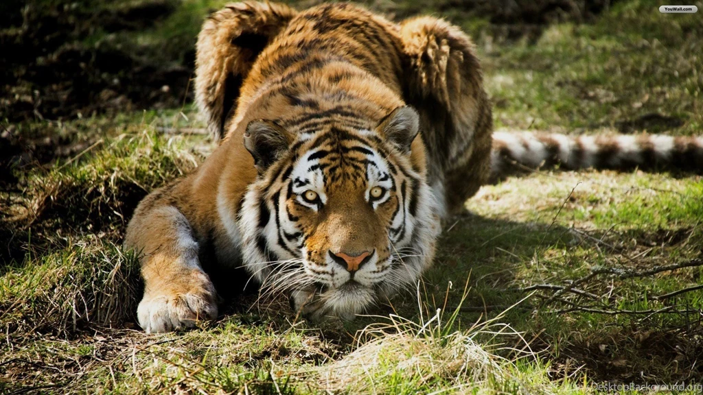 YouWall Splendid Tiger Wallpapers Wallpaper,wallpapers,free ...