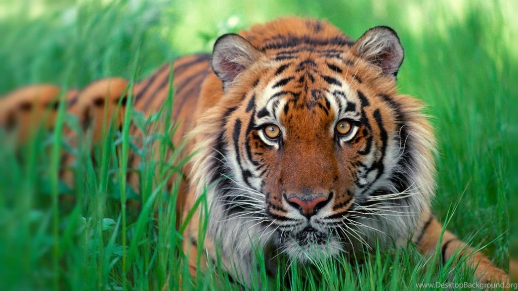 Sumatran Tiger Wallpapers 248588