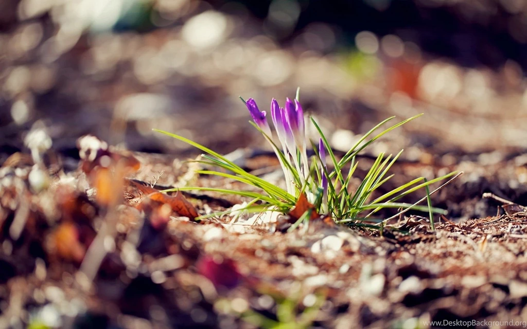 Spring Flowers Crocuses Purple Nature Hd Wallpapers Wallpapers