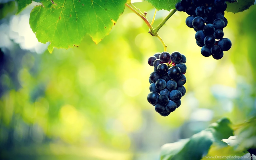 Grapes HD Wallpapers Grapes Images, New Wallpapers