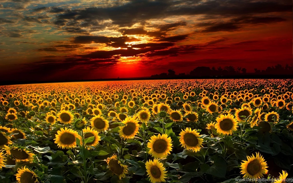 Sunflower Desktop Wallpaper, Sunflower Images, New Wallpapers