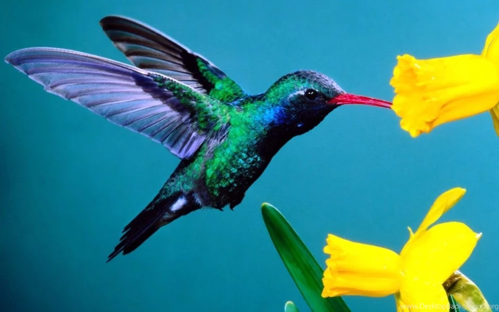 Beautiful Hummingbird Picture Hummingbird Image Hummingbird ...