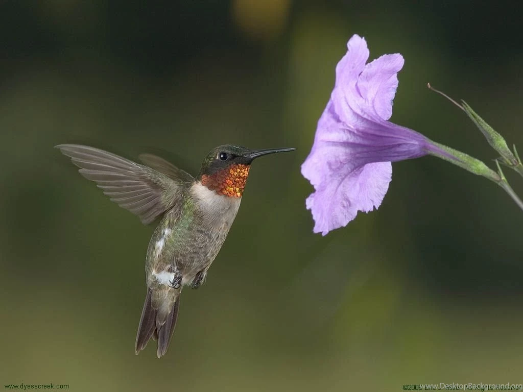 Hummingbird Desktop Backgrounds