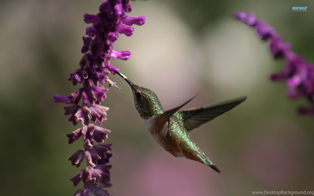 Hummingbird Wallpapers   Animal Wallpapers