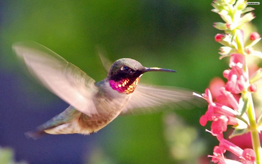Top Hummingbird Desktop Wallpaper Images For Pinterest