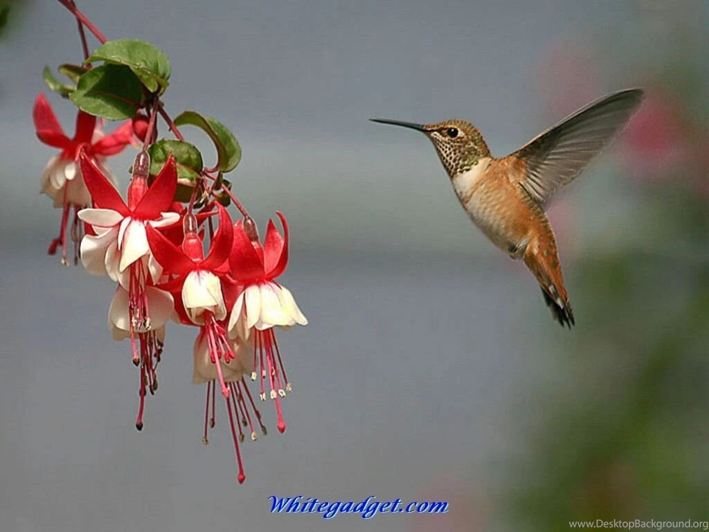 106726d1337927539 hummingbird wallpaper hummingbird wallpaper.jpg