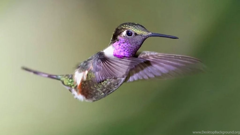 Flying Hummingbird Wallpapers (