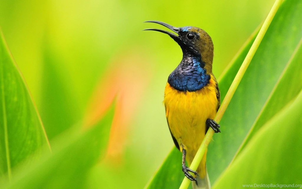 Hummingbird Computer Wallpapers, Desktop Backgrounds