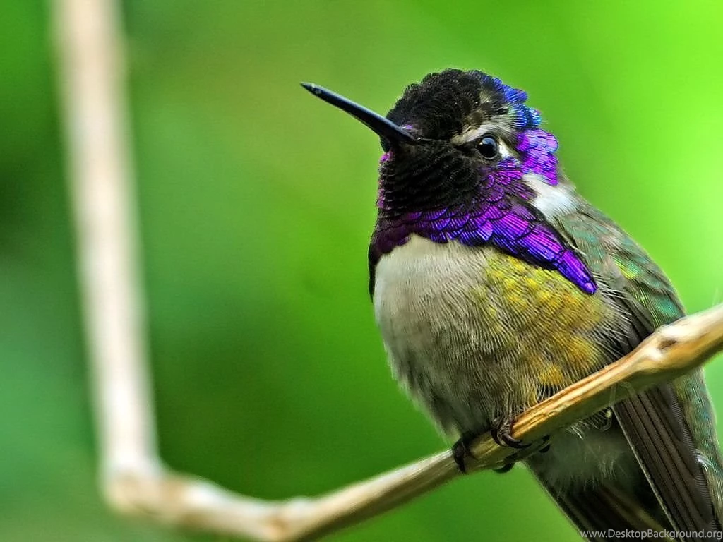 Colorful Hummingbirds Wallpapers Wallpaper.