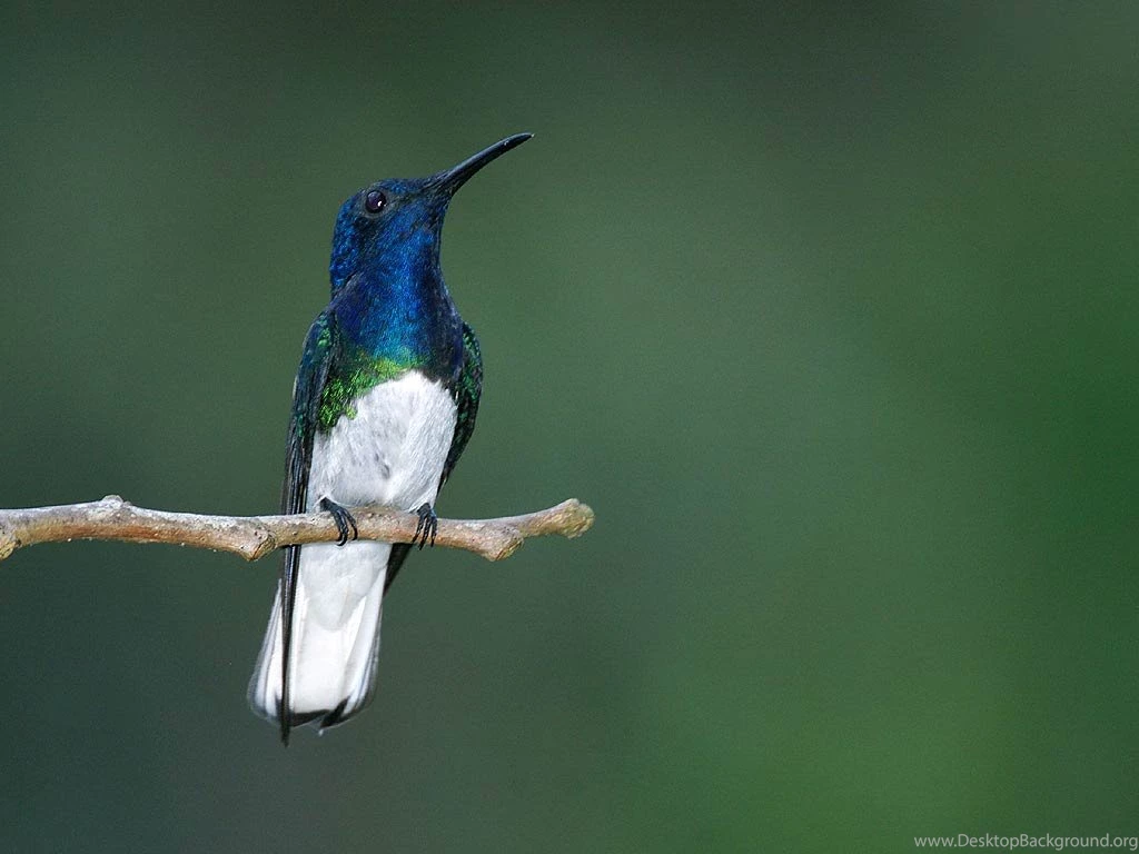 Hummingbird Wallpapers Animals Town