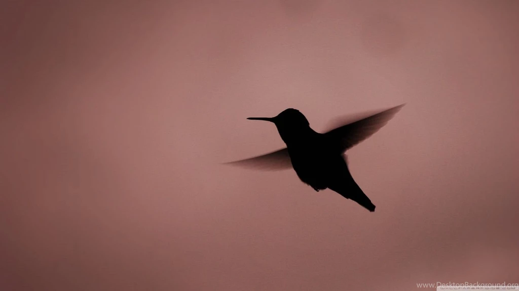 Hummingbird Silhouette HD Desktop Wallpapers : High Definition ...