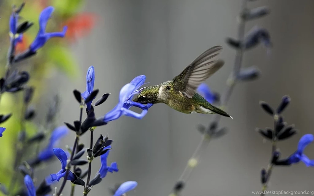 1440x900 Hummingbird Flower Wallpapers