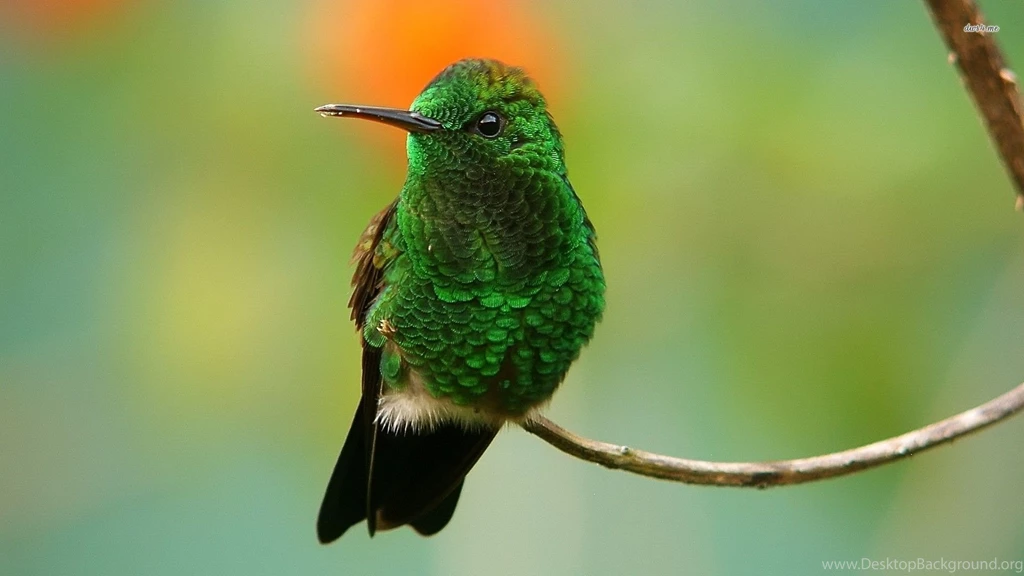 Green Hummingbird Wallpapers Animal Wallpapers
